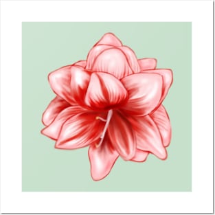 Vintage-look Pink and White Amaryllis Posters and Art
